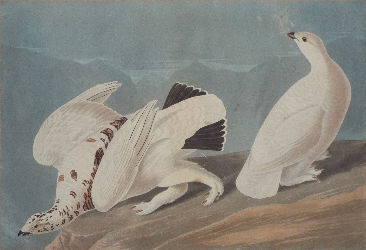 Aquatint - American Ptarmigan. White-tailed Grouse. - Havell
